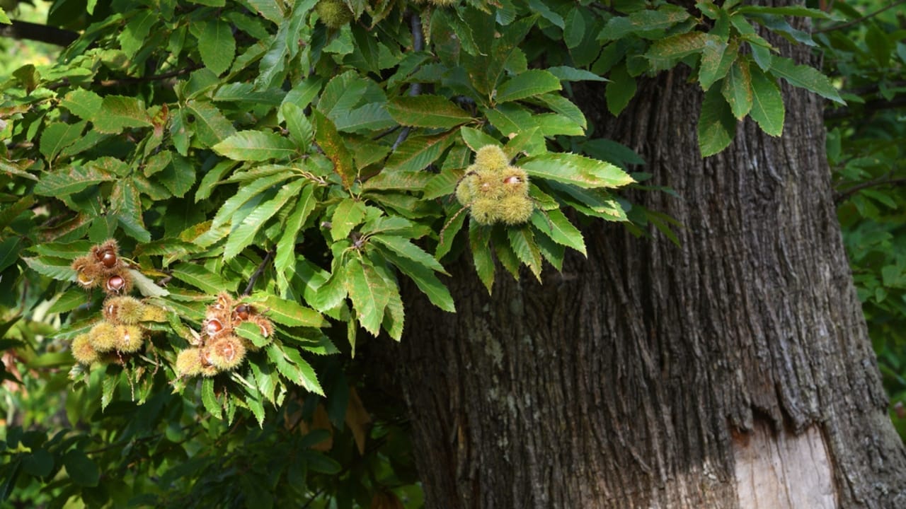 Scientists are Bringing Back the Mighty American Chestnut - Chesnut dp417190520