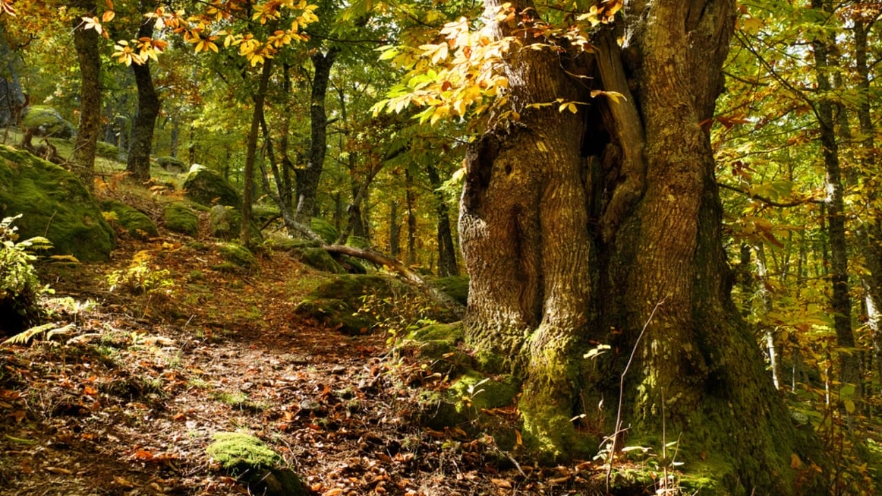 Scientists are Bringing Back the Mighty American Chestnut - Chesnut tree dp56652445