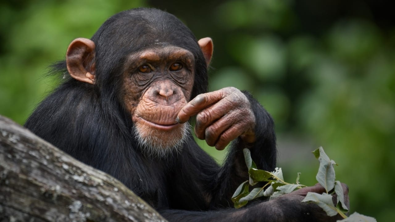 9 Animals Too Dangerous to Be Pets—But People Have Tried Anyway 10 9 Animals Too Dangerous to Be Pets—But People Have Tried Anyway - Chimpanzee ss2500596813
