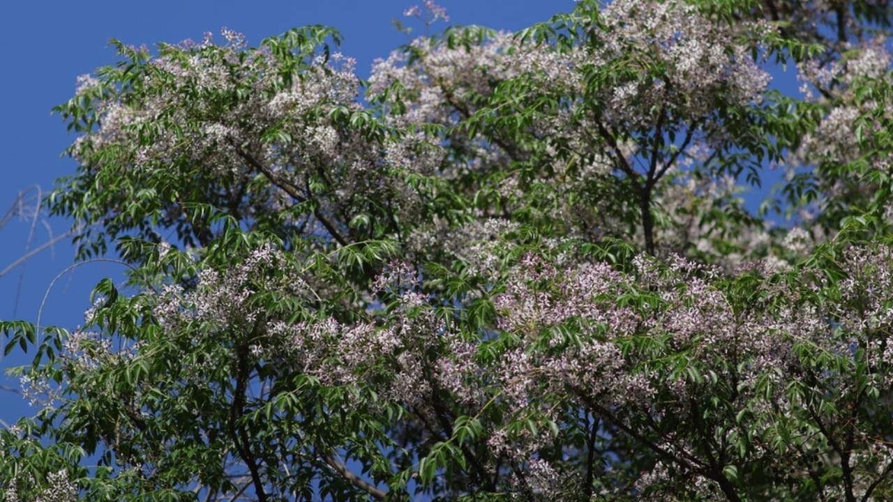 The World’s 14 Most Dangerous & Deadly Trees 13 The World’s 14 Most Dangerous & Deadly Trees - Chinaberry Tree ss2451949741