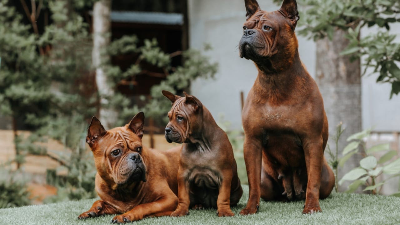 11 Magnificent Dog Breeds You Probably Didn’t Know Came from China 12 11 Magnificent Dog Breeds You Probably Didn’t Know Came from China - Chinese Chongqing Dog ss1709771362
