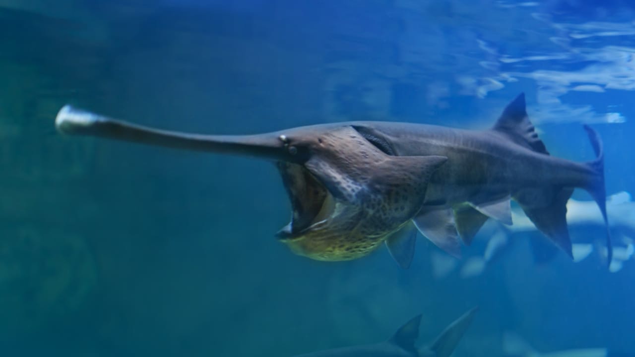 Lost Species: 8 Animals That Disappeared into Extinction in 2022 2 Lost Species: 8 Animals That Disappeared into Extinction in 2022 - Chinese Paddlefish ss1014971596