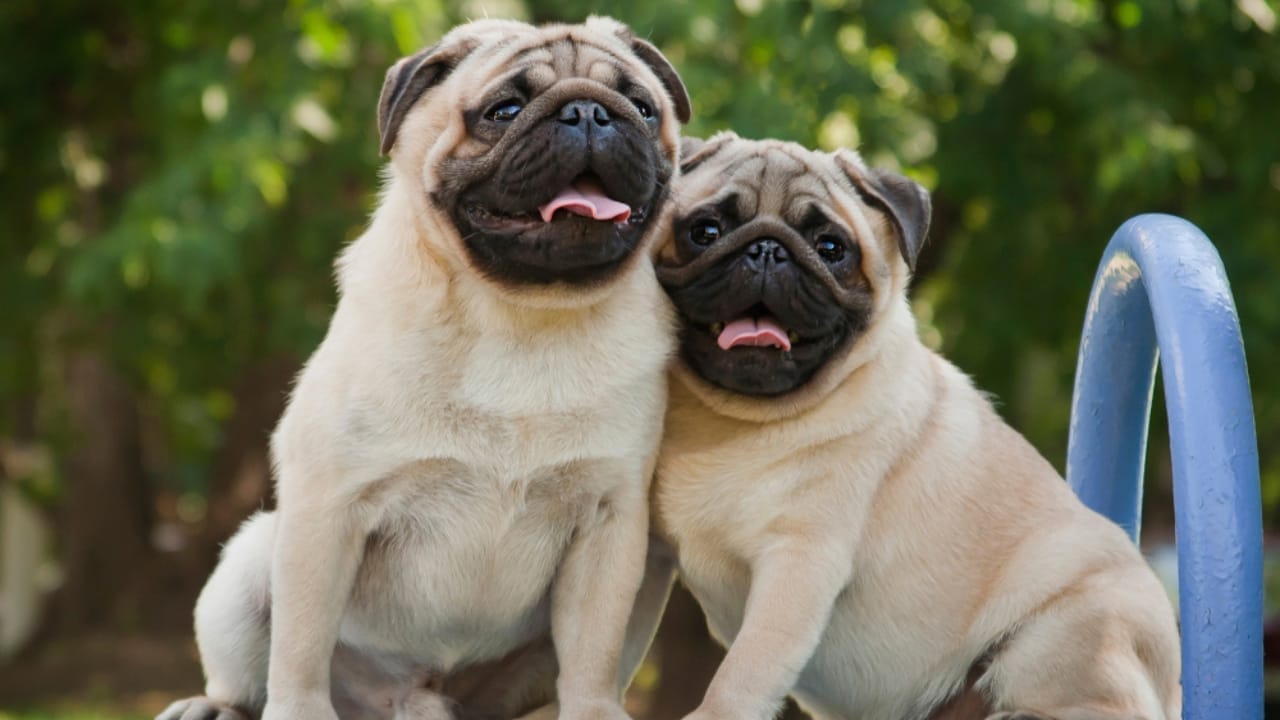 The Price of Those Cute Wrinkly Pug Faces: What to Expect in the U.S. 4 The Price of Those Cute Wrinkly Pug Faces: What to Expect in the U.S. - Chinese Pug ss1584752311