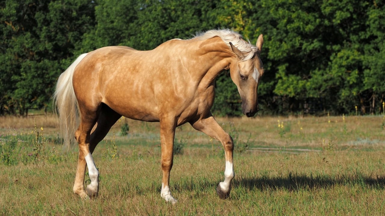 A Closer Look at Horse Colors: From Uncommon Shades to Everyday Favorites - Chocolate Palomino Horse dp498691200