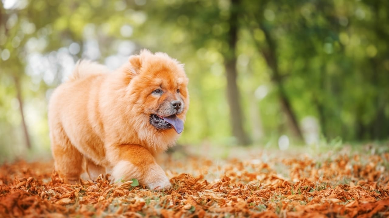 25 Dogs Who Handle Time Alone Like Pros 9 25 Dogs Who Handle Time Alone Like Pros - Chow Chow Dog ss2485738629