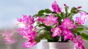 7 September Tricks to Get Your Christmas Cactus Blooming by the Holidays 1 7 September Tricks to Get Your Christmas Cactus Blooming by the Holidays - Christmas cactus ss2183638937