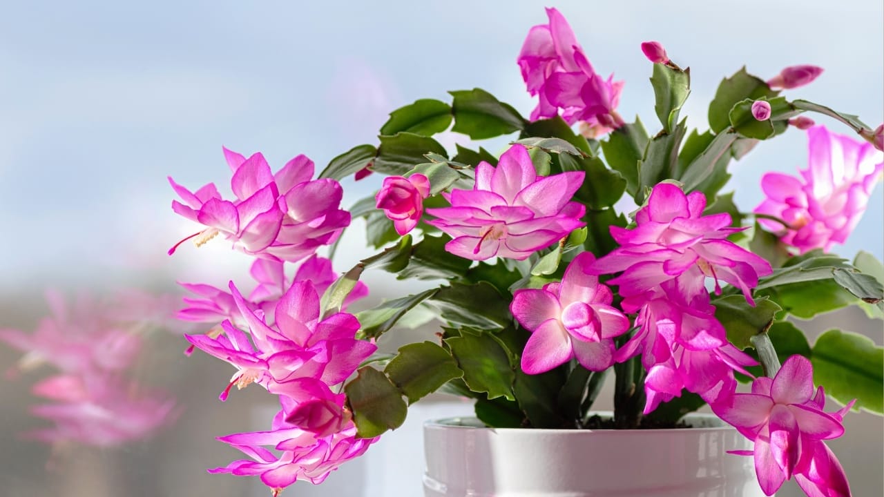 Make Your Christmas Cactus Bloom on Time with These 7 Tips 3 Make Your Christmas Cactus Bloom on Time with These 7 Tips - Christmas cactus ss2183638937