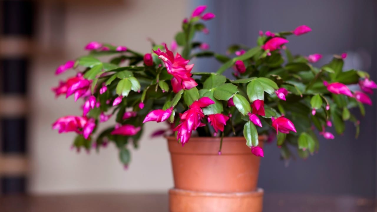 Make Your Christmas Cactus Bloom on Time with These 7 Tips 4 Make Your Christmas Cactus Bloom on Time with These 7 Tips - Christmas Cactus bloom dp329455974