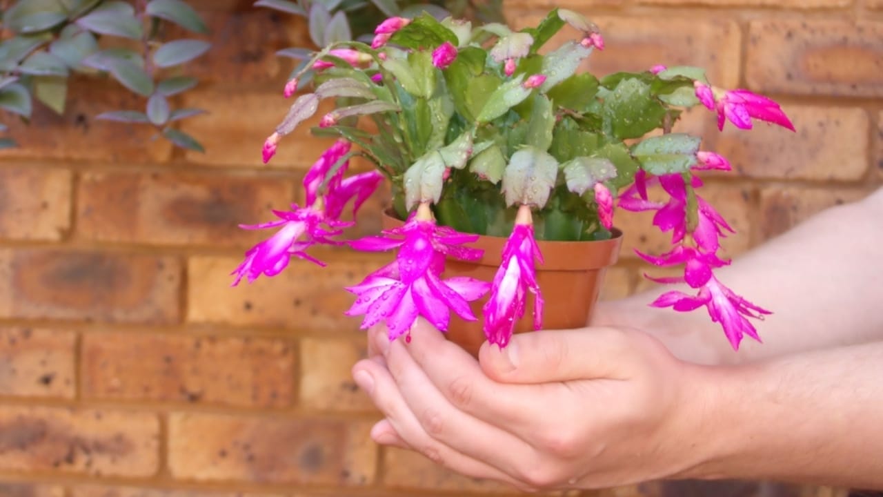Thanksgiving, Christmas, or Easter Cactus? How Pros Tell the Difference 6 Thanksgiving, Christmas, or Easter Cactus? How Pros Tell the Difference - Christmas Cactus dp12769862