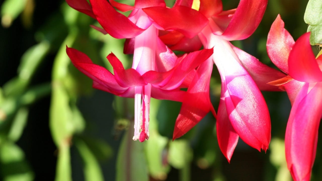Keep Your Christmas Cactus Blooming Year-Round with These Watering Tips - Christmas Cactus dp134876762