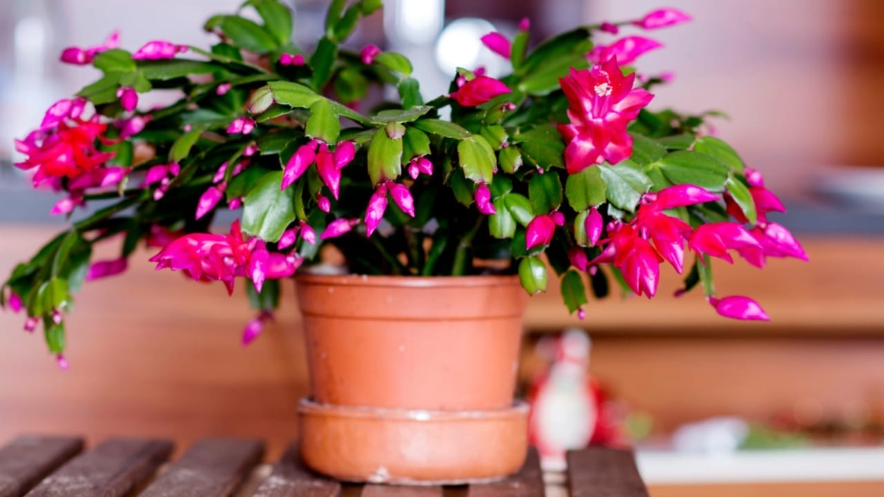 Turn One Christmas Cactus into Many with These Easy Tips 4 Turn One Christmas Cactus into Many with These Easy Tips - Christmas Cactus dp329455960
