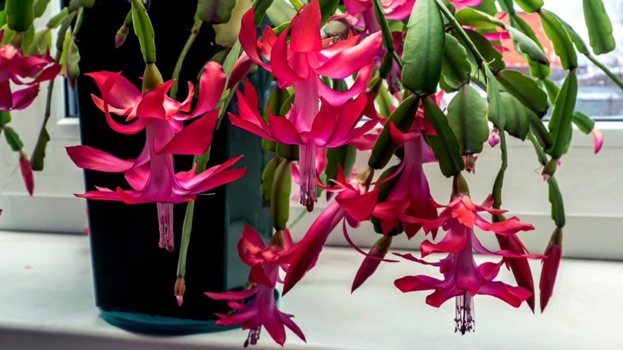 Make Your Christmas Cactus Bloom on Time with These 7 Tips 9 Make Your Christmas Cactus Bloom on Time with These 7 Tips - Christmas Cactus dp443282562