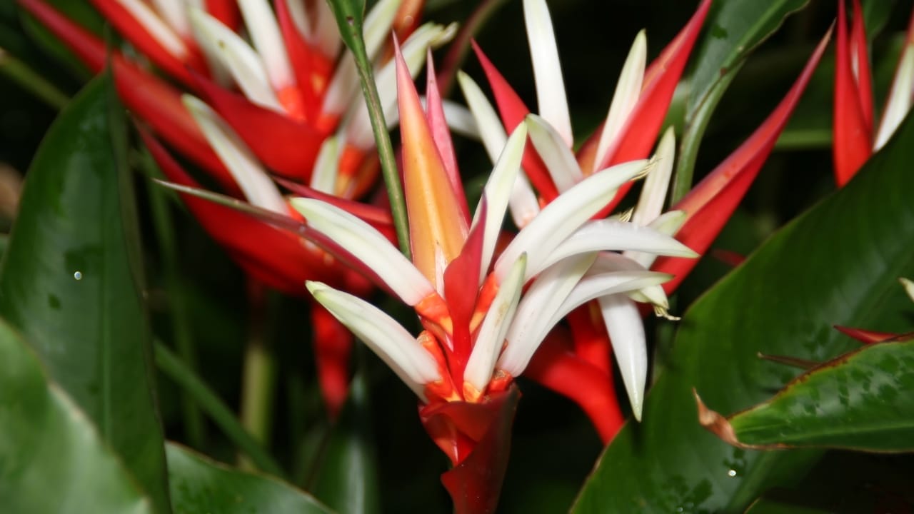 Master the Art of Growing Exotic Christmas Heliconia Plants Indoors 4 Master the Art of Growing Exotic Christmas Heliconia Plants Indoors - Christmas Heliconia 2 wc