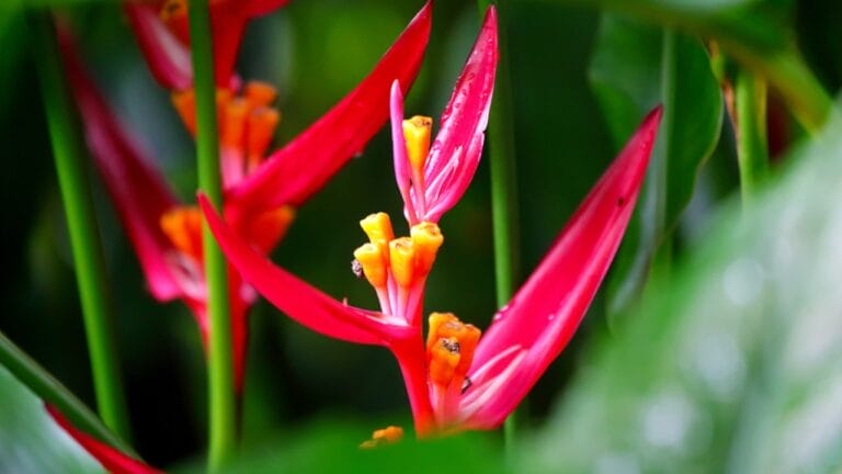 Master the Art of Growing Exotic Christmas Heliconia Plants Indoors - Christmas Heliconia ss1329482294