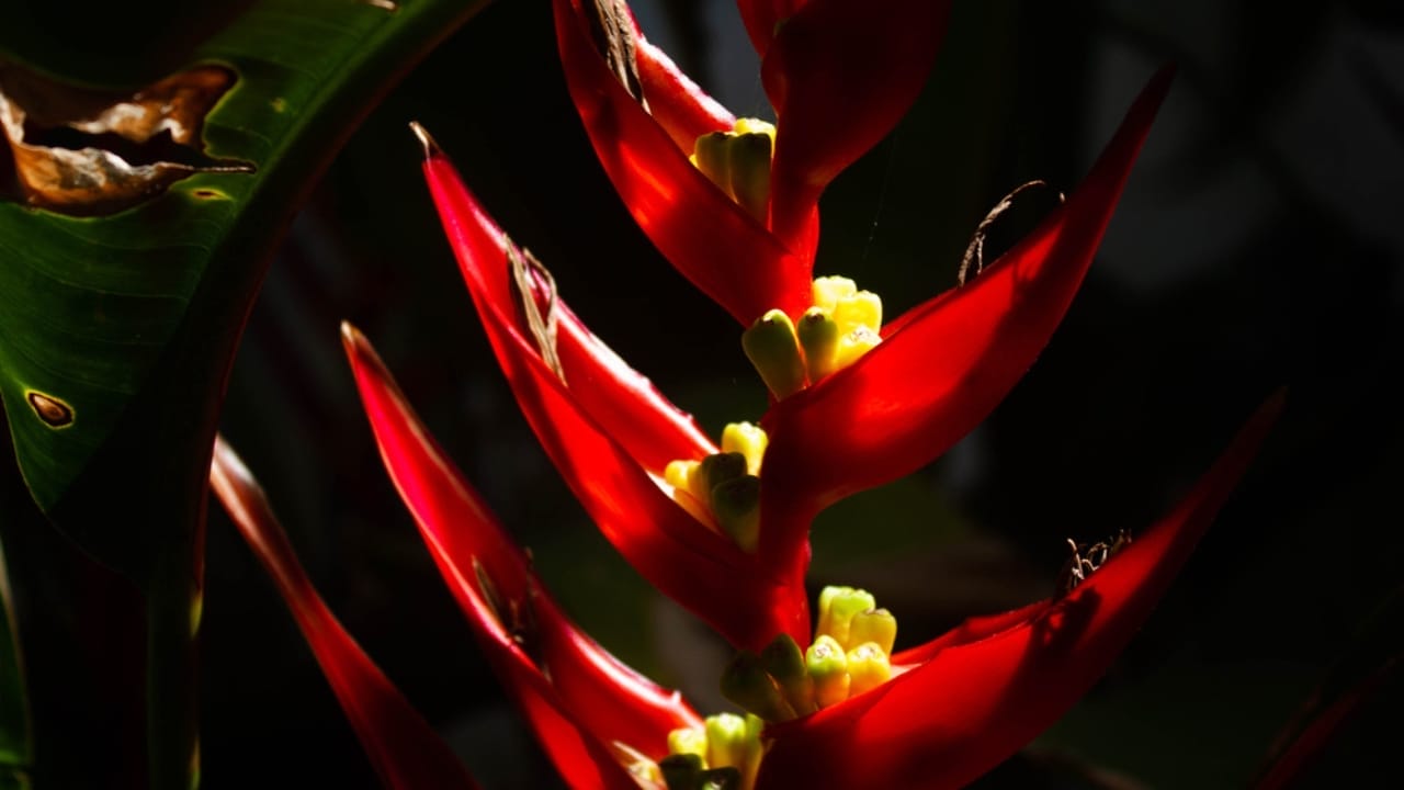Master the Art of Growing Exotic Christmas Heliconia Plants Indoors 6 Master the Art of Growing Exotic Christmas Heliconia Plants Indoors - Christmas Heliconia ss1870120600