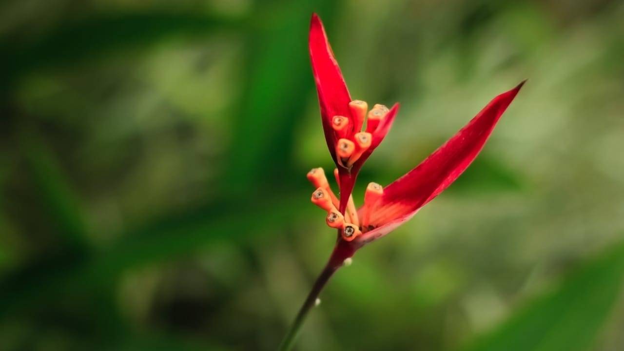 Master the Art of Growing Exotic Christmas Heliconia Plants Indoors 5 Master the Art of Growing Exotic Christmas Heliconia Plants Indoors - Christmas Heliconia ss2208050993