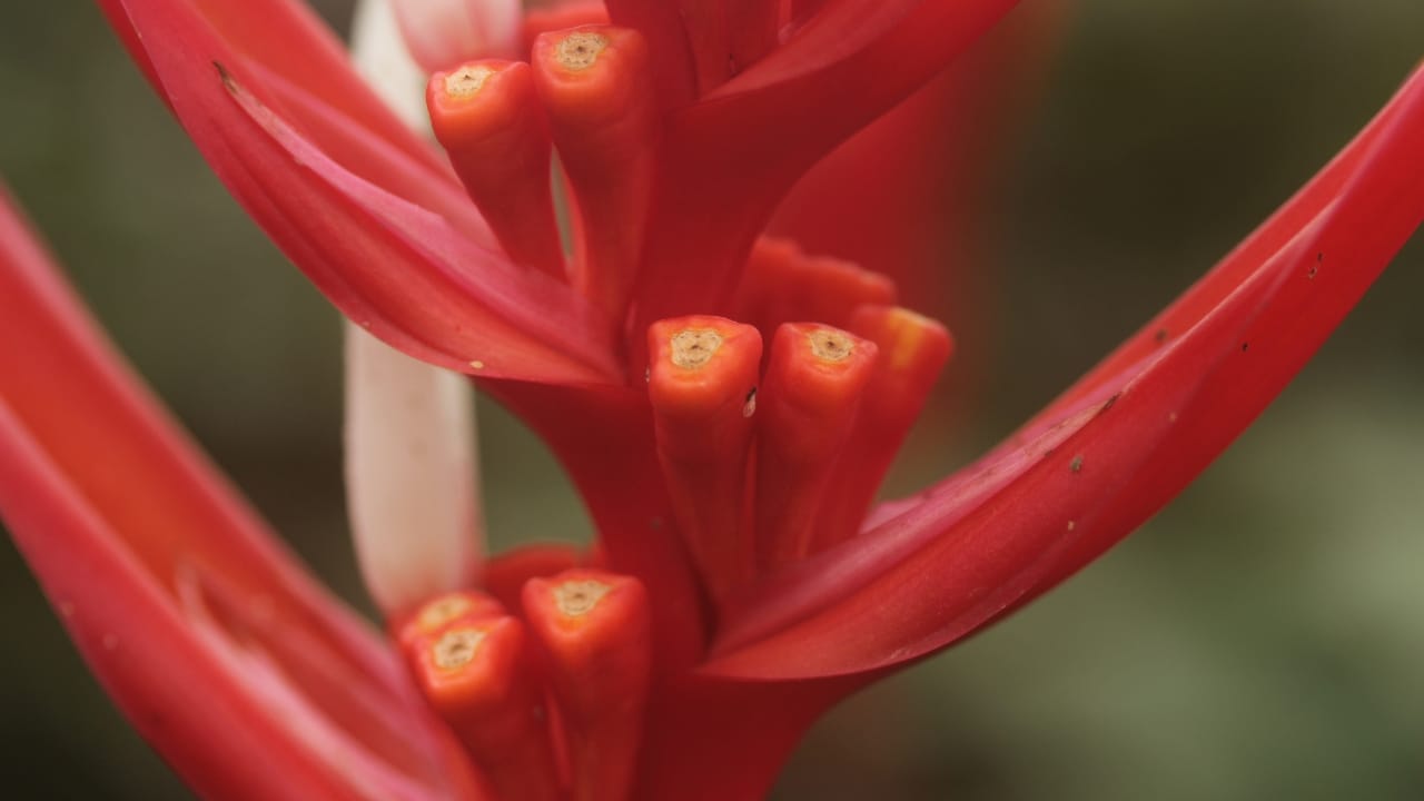 Master the Art of Growing Exotic Christmas Heliconia Plants Indoors 3 Master the Art of Growing Exotic Christmas Heliconia Plants Indoors - Christmas Heliconia wc