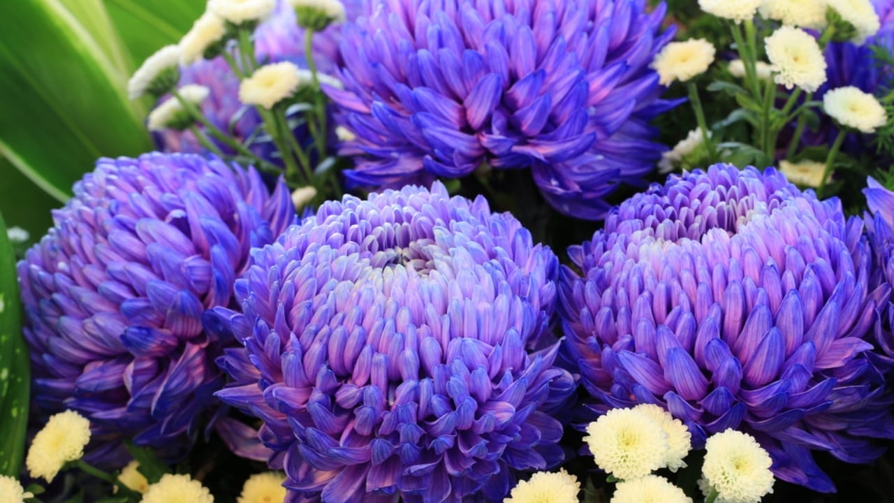 Mum's the Word: Expert Tips for Extending Your Chrysanthemum Flower Blooms 8 Mum's the Word: Expert Tips for Extending Your Chrysanthemum Flower Blooms - Chrysanthemum flowers ss231304318