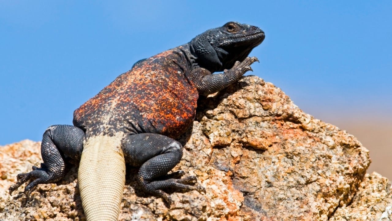 The 15 Best Exotic Pets You Can Have at Home 13 The 15 Best Exotic Pets You Can Have at Home - Chuckwallas dp31789217