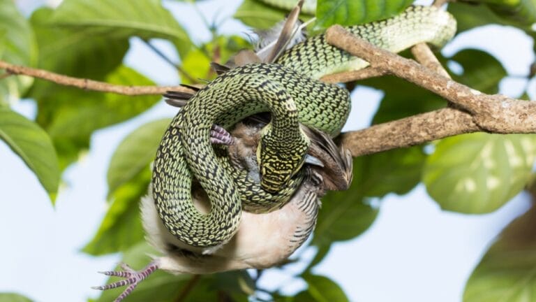 12 Predators Contributing to the Hummingbird Population Decline 8 12 Predators Contributing to the Hummingbird Population Decline - Close up Snake eating birds ss584949136