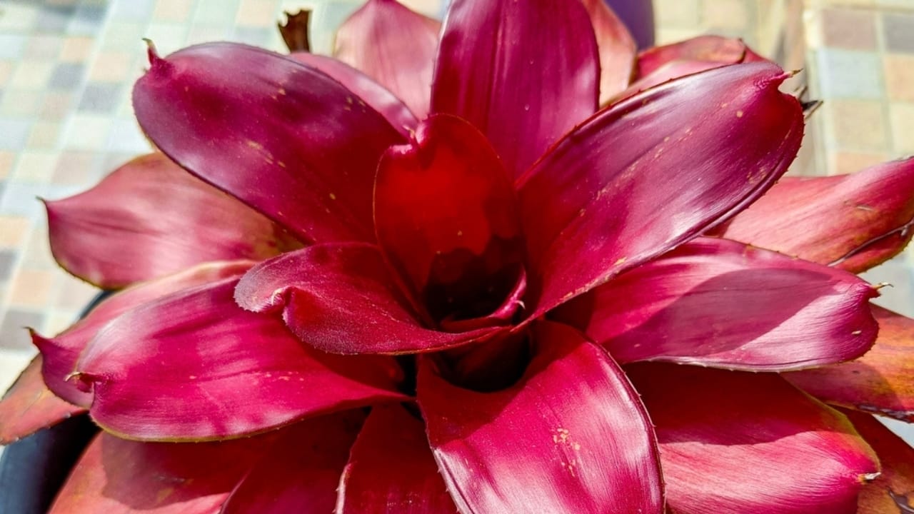 16 Pink-Leaf Outdoor Plants to Add a Rosy Glow to Your Garden 13 16 Pink-Leaf Outdoor Plants to Add a Rosy Glow to Your Garden - Close up of Neoregelia Fireball ss2241656447