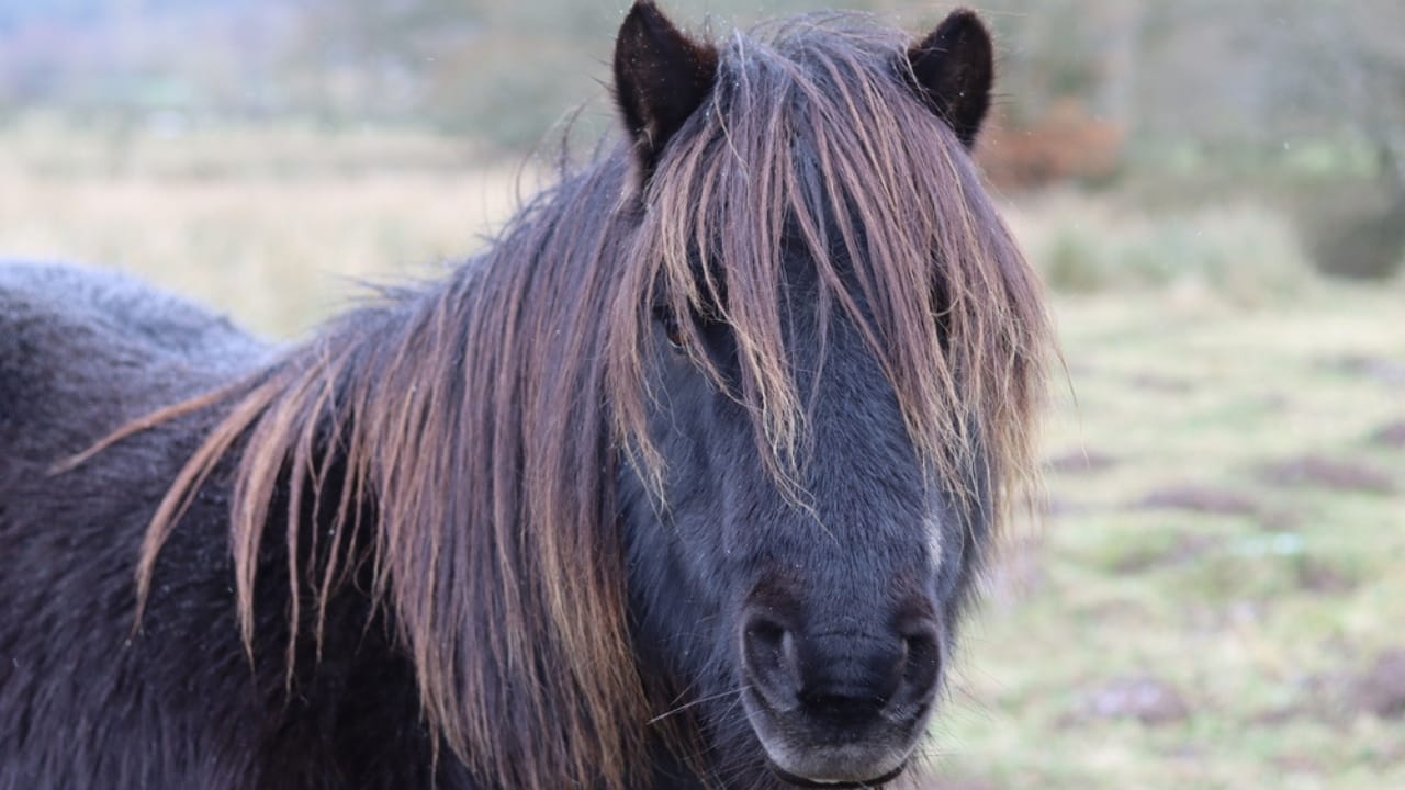 15 Ways Miniature Horses Prove They’re the Cutest with the Biggest Hearts 16 15 Ways Miniature Horses Prove They’re the Cutest with the Biggest Hearts - Close up of a dark brown Shetland pony ss2413746039
