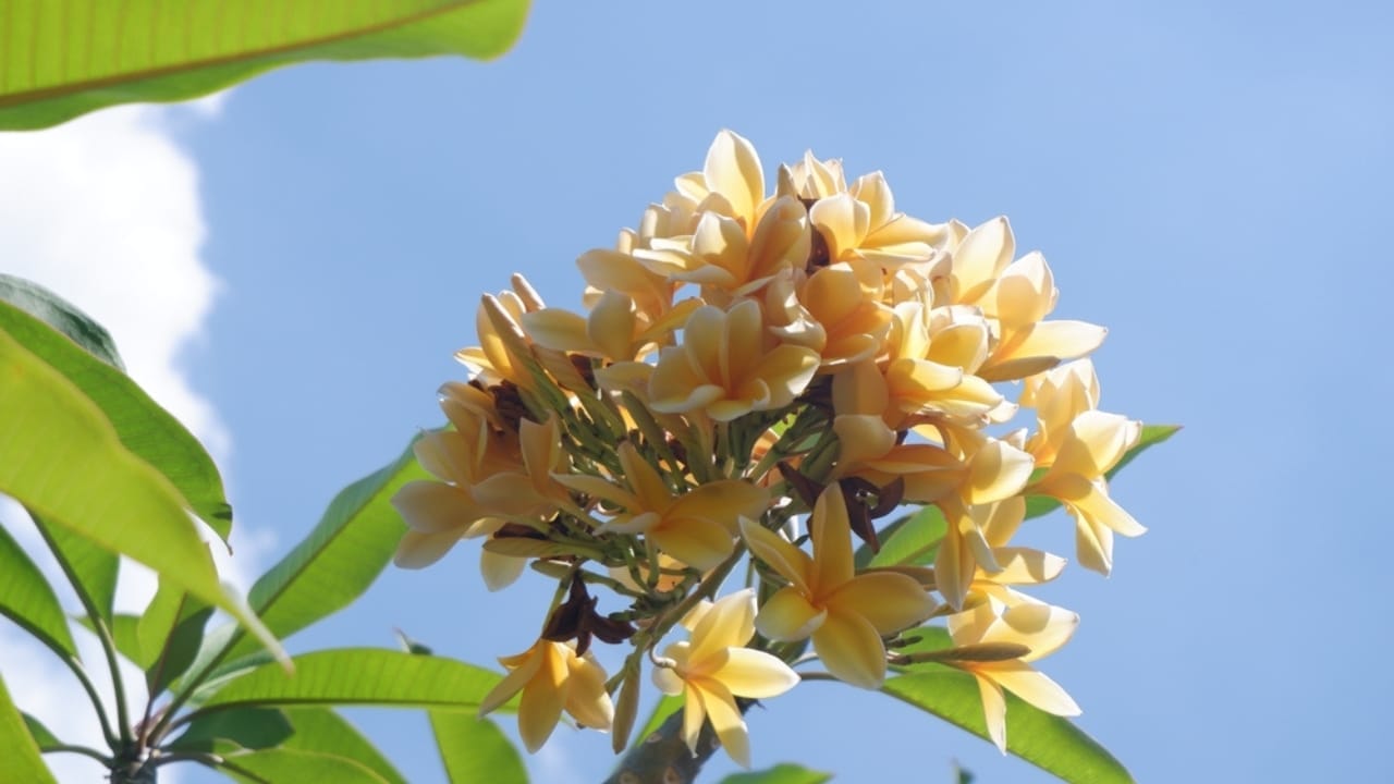 Plumeria Plant Perfection: How to Grow & Care for the Elegant Frangipani Tree 4 Plumeria Plant Perfection: How to Grow & Care for the Elegant Frangipani Tree - Close up plumeria ss2509533361