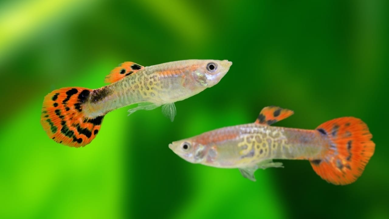 15 Beautiful Guppy Varieties to Brighten Your Aquarium 5 15 Beautiful Guppy Varieties to Brighten Your Aquarium - Cobra Guppies ss2481443981