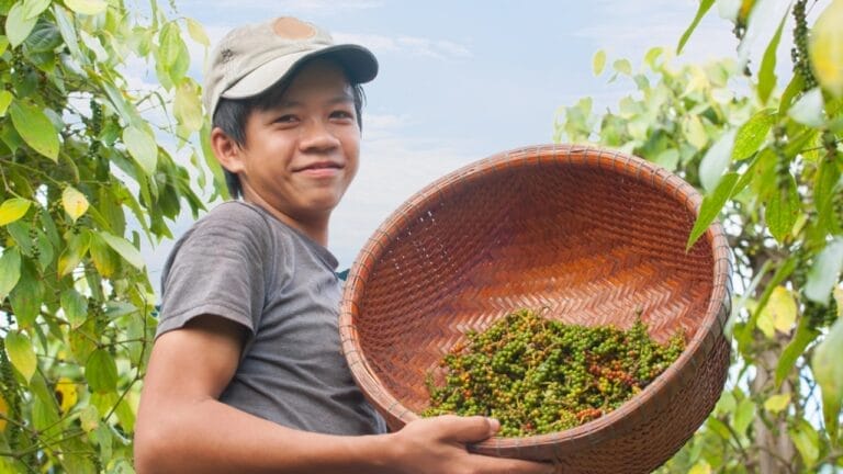 Grow Your Own Black Pepper: A Gardener’s Guide to Cultivating & Harvesting 10 Grow Your Own Black Pepper: A Gardener’s Guide to Cultivating & Harvesting - Collecting pepper dp62444315