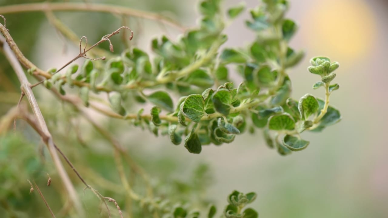 Scientists Grow a 'Lost' Biblical Tree from a 1,000-Year-Old Seed - Commiphora Myrrh ss2375865353