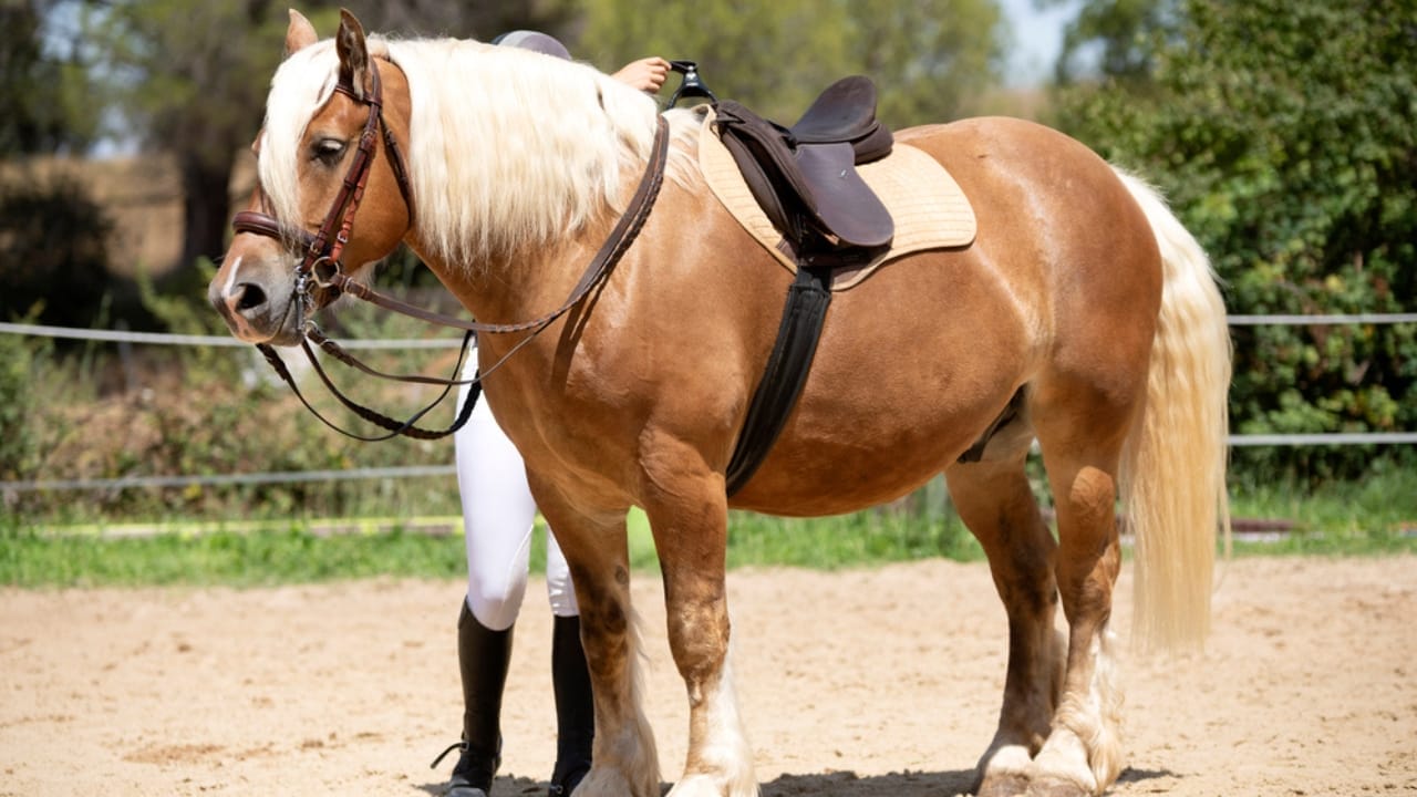 The 15 Strongest Horse Breeds & Their Remarkable Abilities 14 The 15 Strongest Horse Breeds & Their Remarkable Abilities - Comtois dp301042314