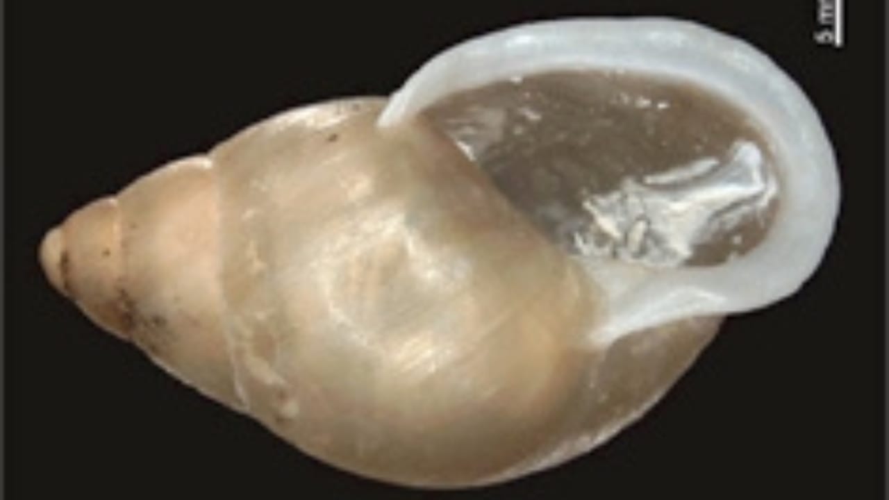 Lost Species: 8 Animals That Disappeared into Extinction in 2022 5 Lost Species: 8 Animals That Disappeared into Extinction in 2022 - Cootes Tree Snail 4 wc