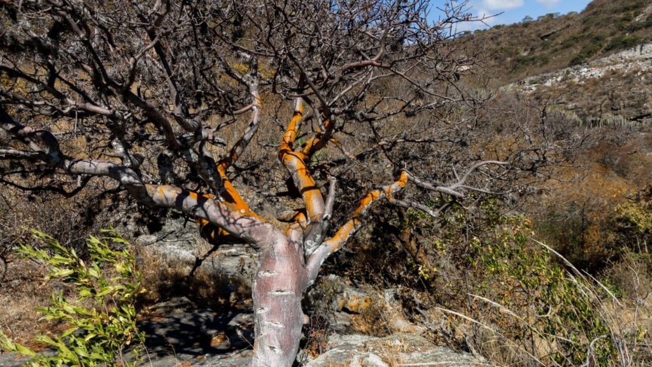 13 Plants with Deep Spiritual Meaning in Native American Cultures 10 13 Plants with Deep Spiritual Meaning in Native American Cultures - Copal Tree or Busera Tree ss2244856059