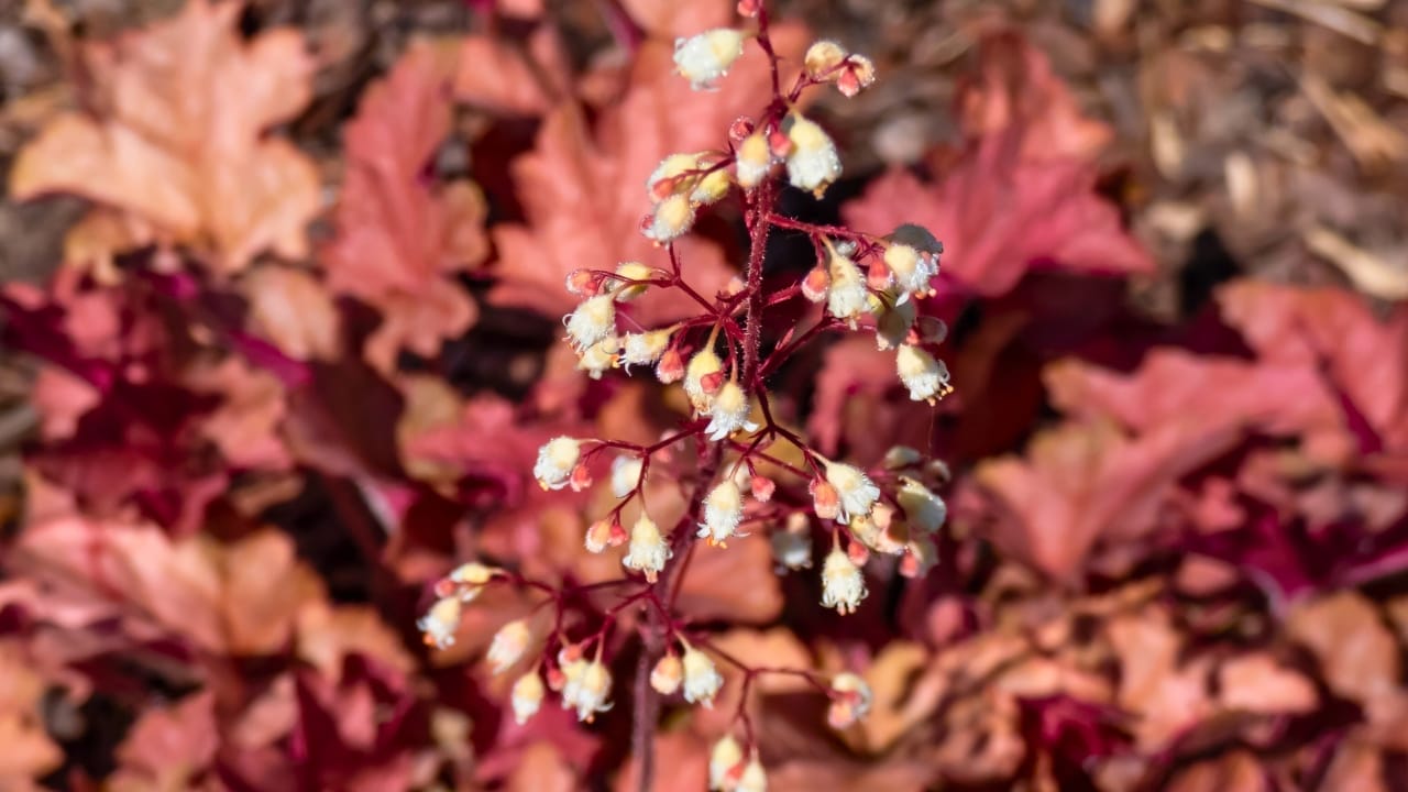 15 Bee-Friendly Ground Covers to Attract Pollinators & Hummingbirds 11 15 Bee-Friendly Ground Covers to Attract Pollinators & Hummingbirds - Coral Bells Heuchera ss2307621907