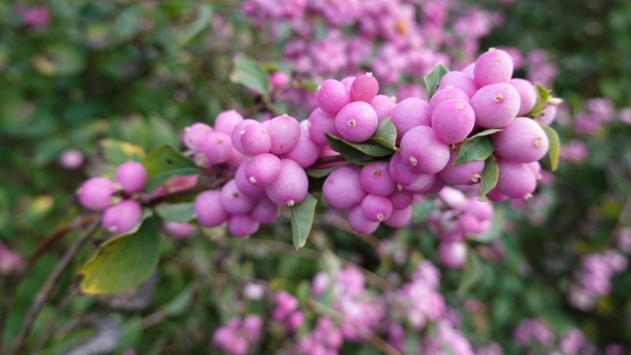 23 Flowering Plants & Herbs That Offer Food for Birds 20 23 Flowering Plants & Herbs That Offer Food for Birds - Coralberry ss2061703559