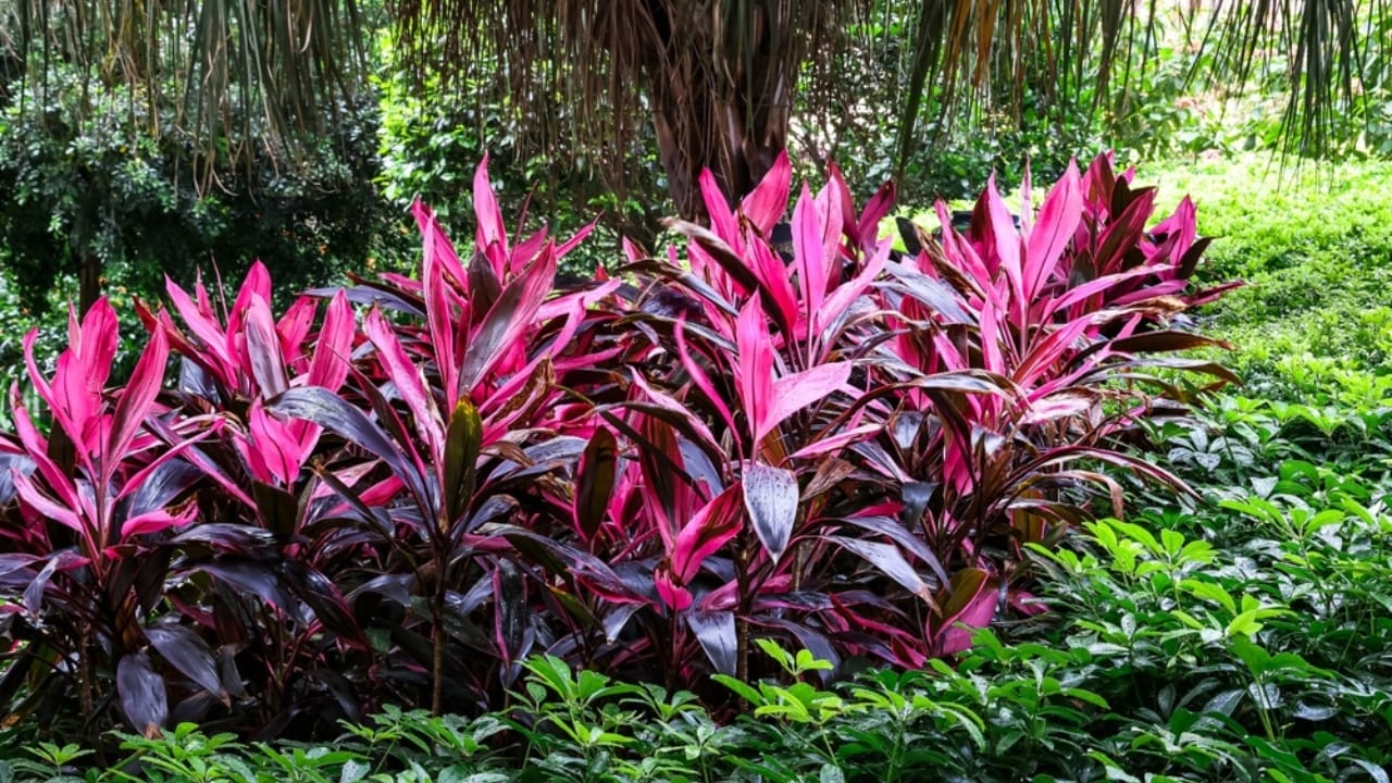 17 Gorgeous Pink-Leaved Plants That Are Stealing the Spotlight 19 17 Gorgeous Pink-Leaved Plants That Are Stealing the Spotlight - Cordyline plants ss2407193255