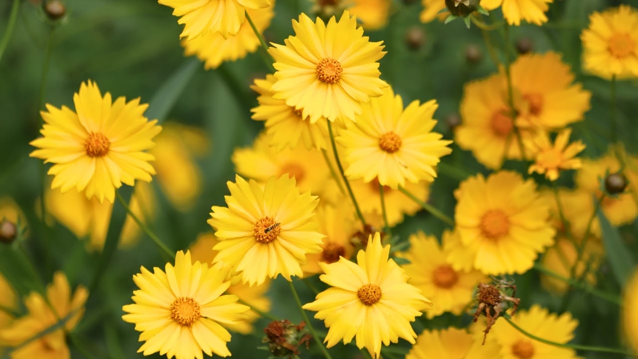 15 Gorgeous Flowers to Brighten and Beautify Your Garden 11 15 Gorgeous Flowers to Brighten and Beautify Your Garden - Coreopsis grandiflora. Yellow large flowered tickseeds ss2480659019