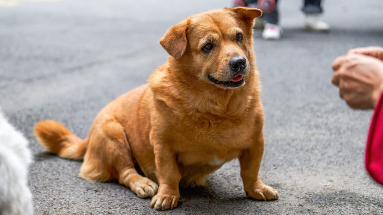 Meet the Chigi: The Spirited Corgi-Chihuahua Mix That’s Stealing Hearts Everywhere 4 Meet the Chigi: The Spirited Corgi-Chihuahua Mix That’s Stealing Hearts Everywhere - Corgi chihuahua dp537137040