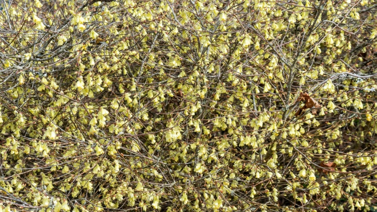12 Shade-Loving Shrubs That Burst into Bloom During Fall & Winter 12 12 Shade-Loving Shrubs That Burst into Bloom During Fall & Winter - Corylopsis pauciflora dp692109686