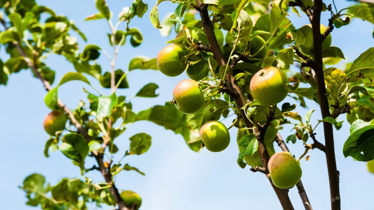 Robins Love These 10 Shrubs & Trees—Plant Them for Year-Round Visits 6 Robins Love These 10 Shrubs & Trees—Plant Them for Year-Round Visits - Crabapples dp126822682