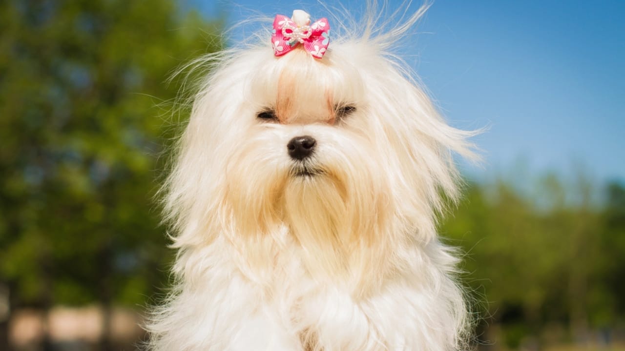 8 Rare Maltese Colors & Patterns You’ve Probably Never Heard Of 9 8 Rare Maltese Colors & Patterns You’ve Probably Never Heard Of - Cream colored Maltese dog dp95655726