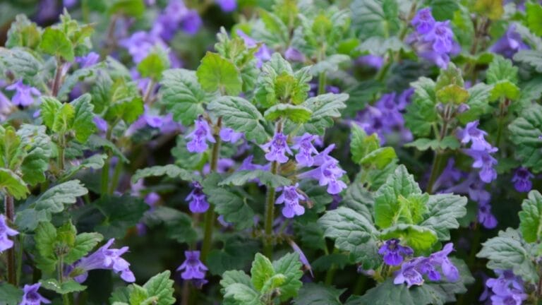 10 Ways You’re Unknowingly Helping Creeping Charlie Invade Your Lawn 3 10 Ways You’re Unknowingly Helping Creeping Charlie Invade Your Lawn - Creeping Charlie ss1072108742