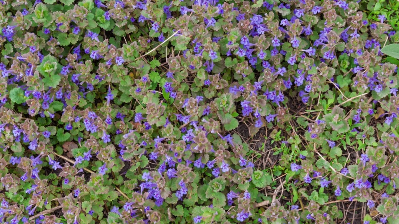 10 Ways You’re Unknowingly Helping Creeping Charlie Invade Your Lawn 5 10 Ways You’re Unknowingly Helping Creeping Charlie Invade Your Lawn - Creeping Charlie ss1390759151