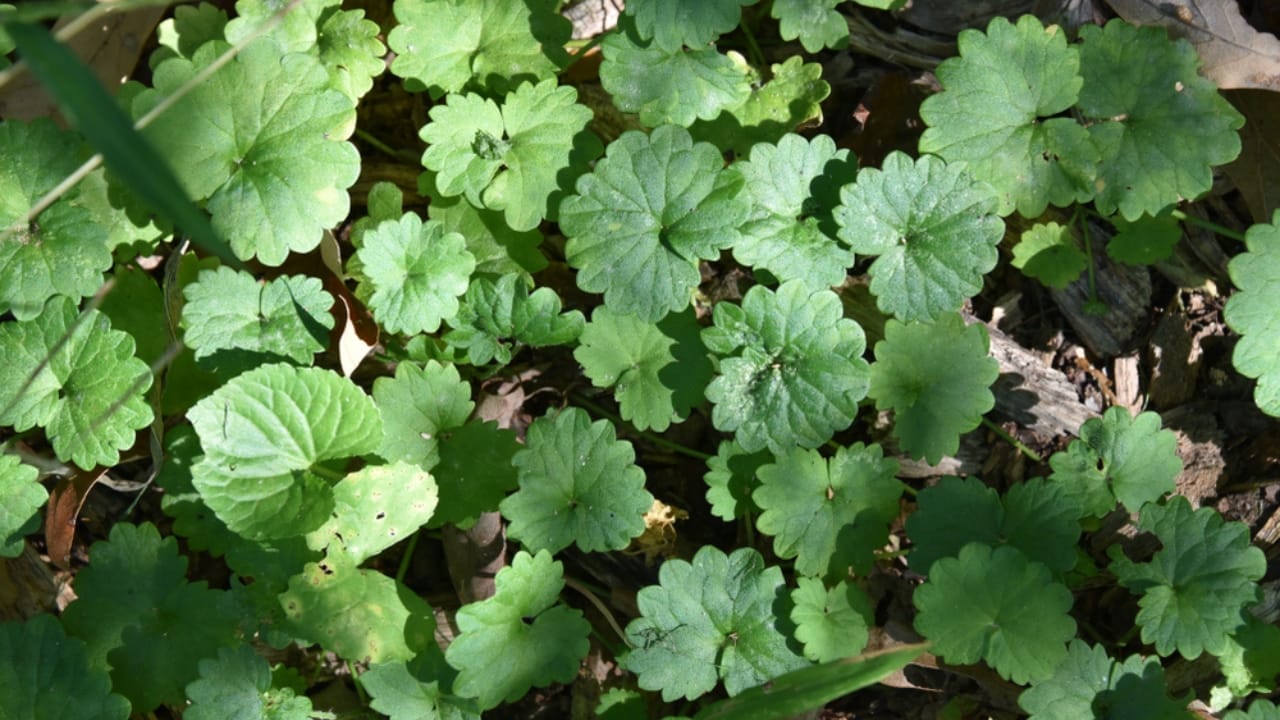 10 Ways You’re Unknowingly Helping Creeping Charlie Invade Your Lawn 6 10 Ways You’re Unknowingly Helping Creeping Charlie Invade Your Lawn - Creeping Charlie ss1418213597