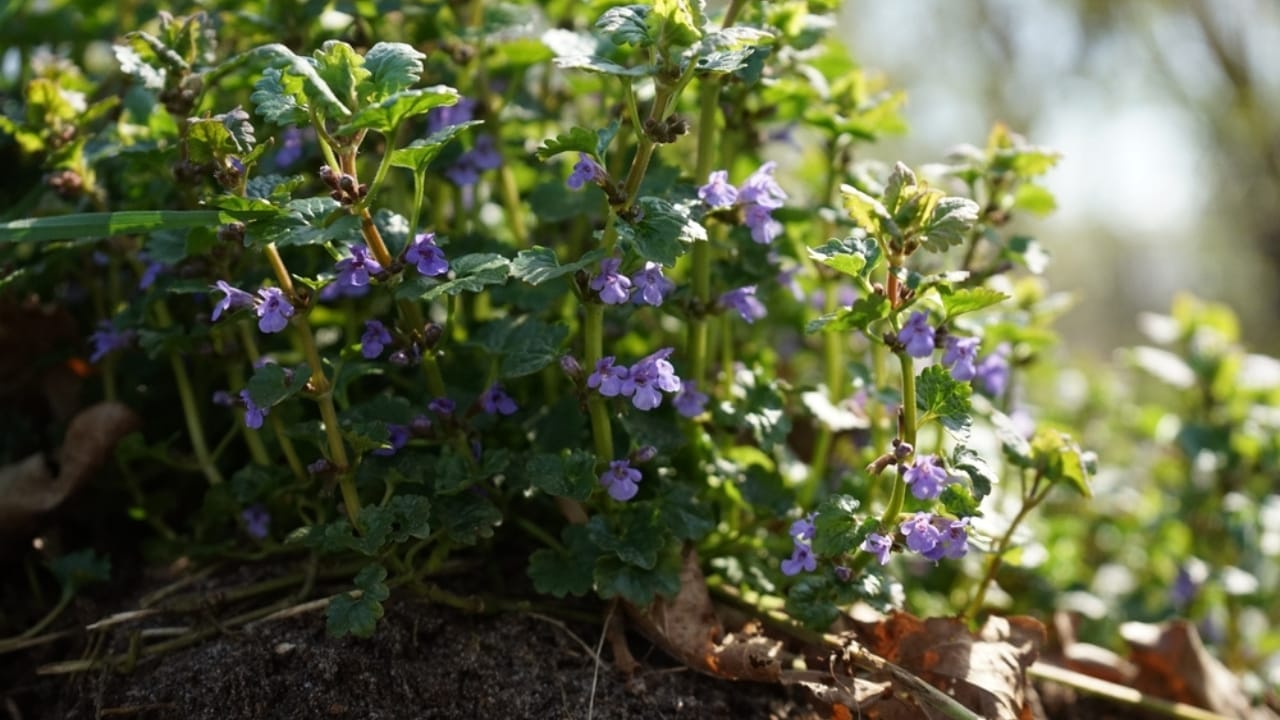 10 Ways You’re Unknowingly Helping Creeping Charlie Invade Your Lawn 3 10 Ways You’re Unknowingly Helping Creeping Charlie Invade Your Lawn - Creeping Charlie ss2292534387