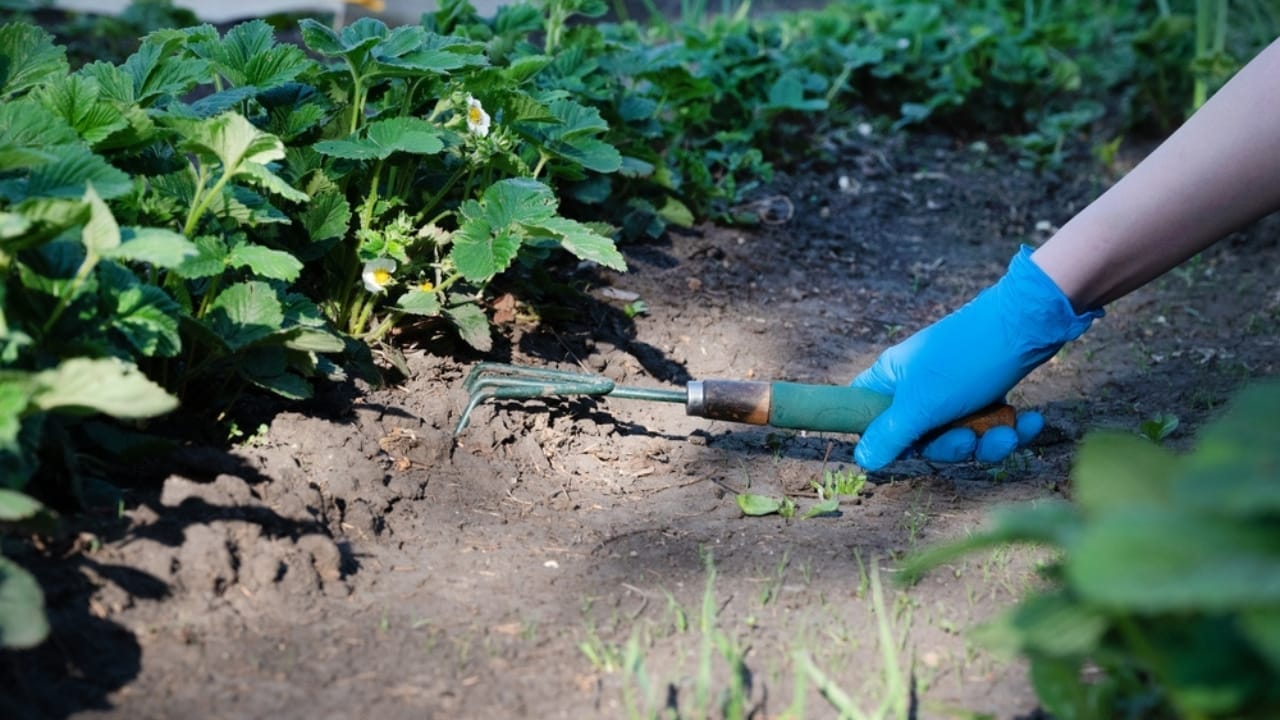 10 Ways You’re Unknowingly Helping Creeping Charlie Invade Your Lawn 11 10 Ways You’re Unknowingly Helping Creeping Charlie Invade Your Lawn - Creeping Charlie ss2474888217