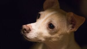 Meet the Chigi: The Spirited Corgi-Chihuahua Mix That’s Stealing Hearts Everywhere 1 Meet the Chigi: The Spirited Corgi-Chihuahua Mix That’s Stealing Hearts Everywhere - Curious corgi chihuahua ss1039268230