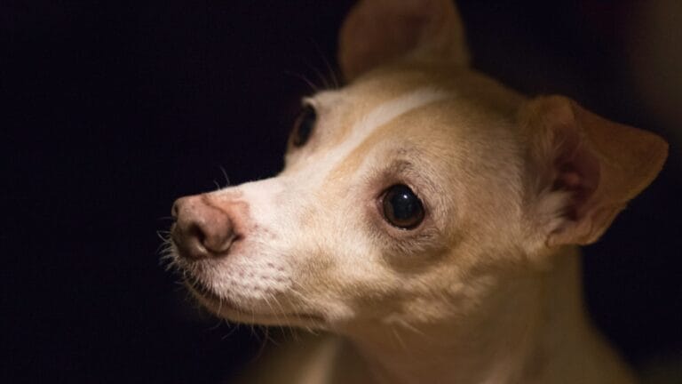 Meet 20 Adorable Dog Breeds with Pointy Ears & Unique Personalities - Curious corgi chihuahua ss1039268230