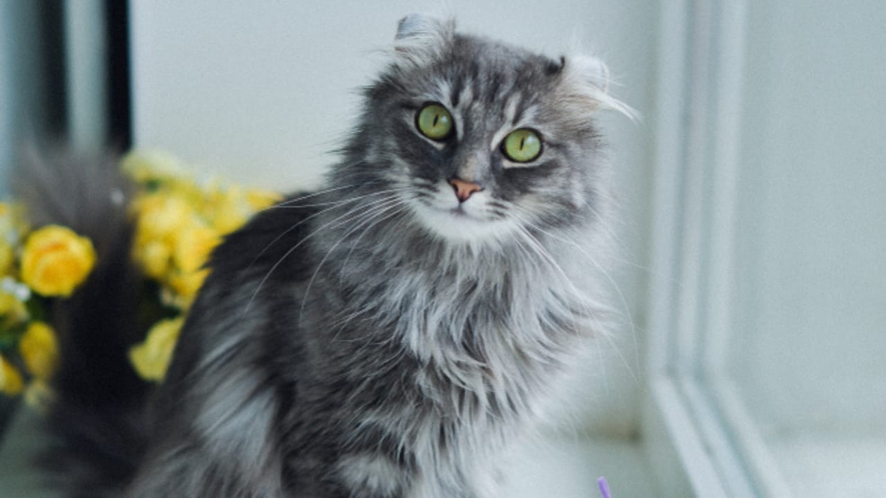 Curled Ears, Straight-Up Charm, The American Curl Might Be Your Purrfect Match 8 Curled Ears, Straight-Up Charm, The American Curl Might Be Your Purrfect Match - Cute American curl ss1327206020