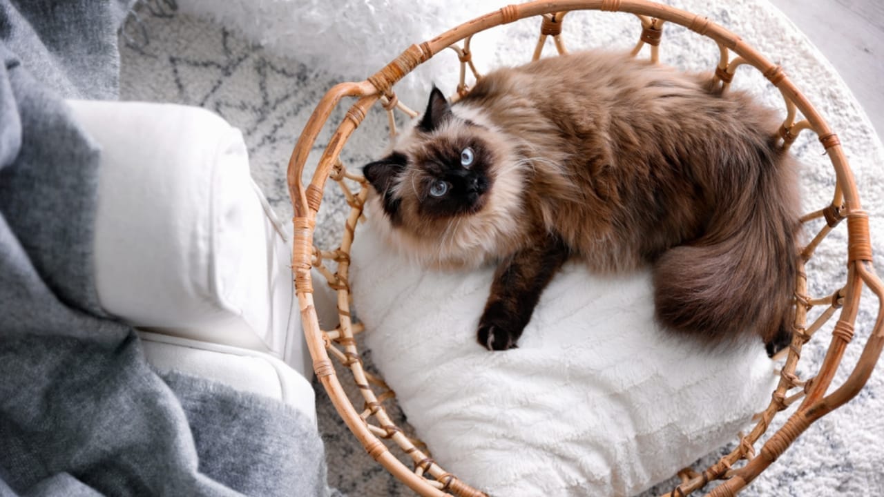 Meet the Balinese Cat: Graceful, Playful & Part of the Siamese Line 6 Meet the Balinese Cat: Graceful, Playful & Part of the Siamese Line - Cute Balinese cat in basket at home ss1596924943